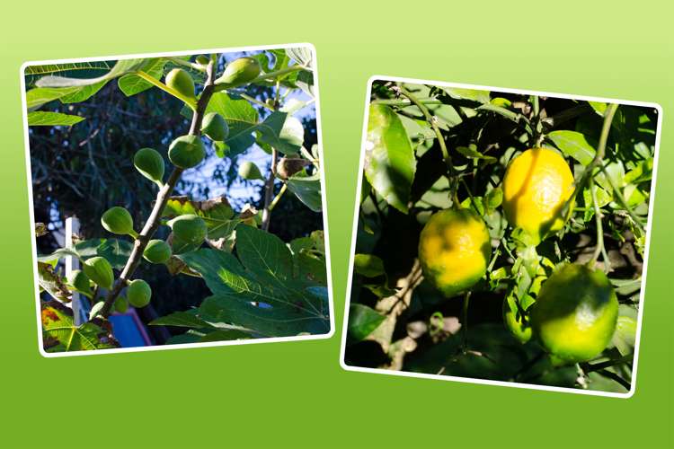 10 Fenton Street Kawerau_14