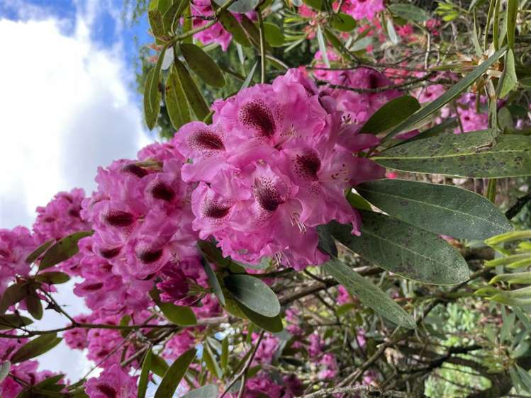 488 Tapuwae Road Benneydale_14