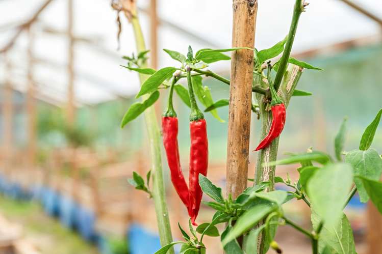 162 Upokorau   Road Kaeo_15