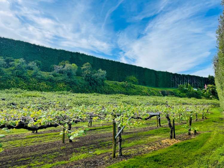 547 Te Matai Road Te Puke_17