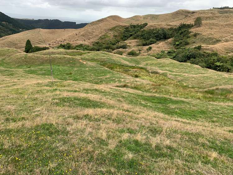 233 Goble Road Paeroa_6