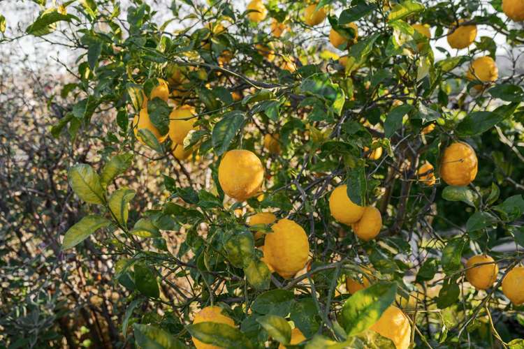 5 Graham Place Bellevue_19