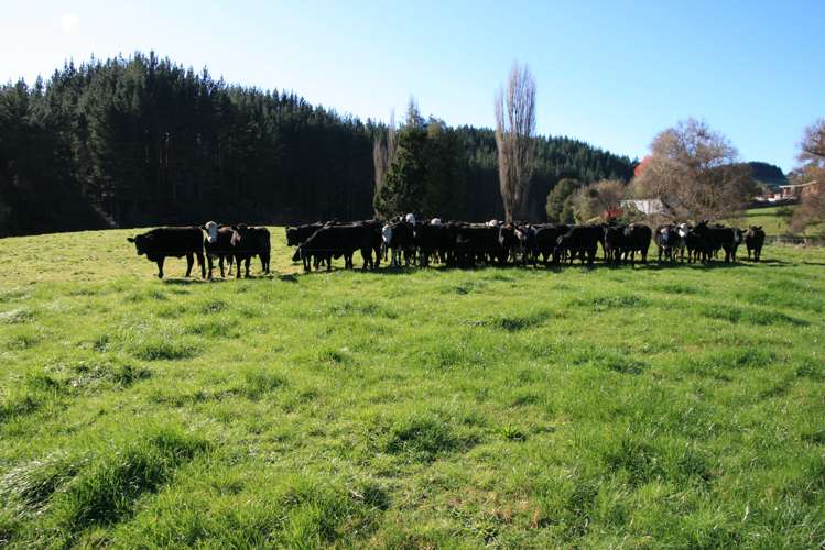 698 Mangaoapa Road Pohokura and Surrounds_11