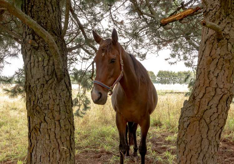 309 Karanga Road Dunsandel_16