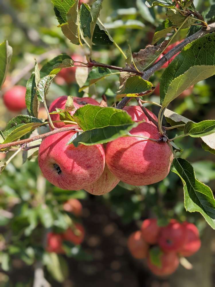 620 West Coast Road Makarau_7