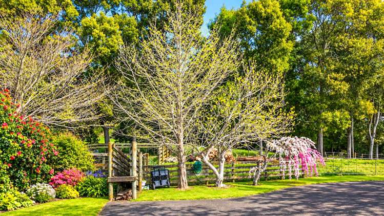17 Orchard Road Te Kauwhata_6