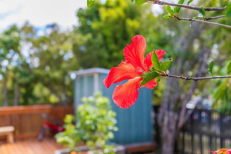 1/24 Tree View Avenue Glenfield_6