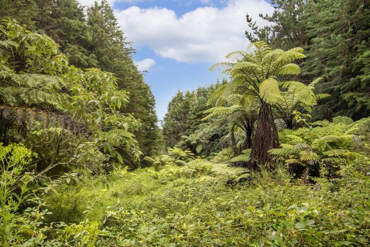 243B Wright Road Katikati_26