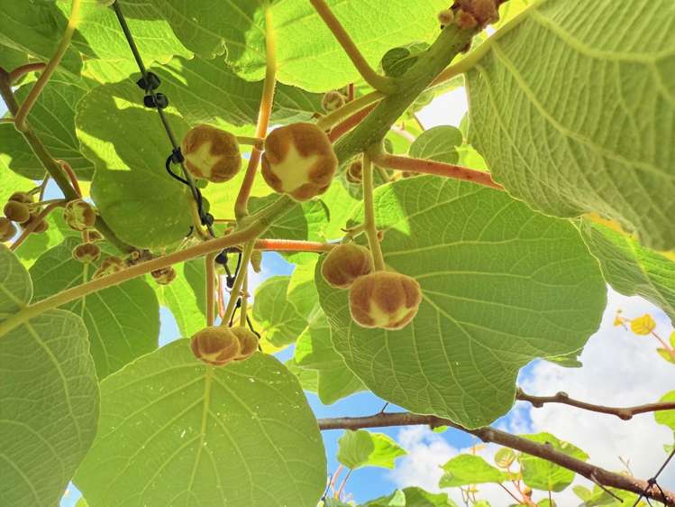 305 No 3 Road Te Puke_10