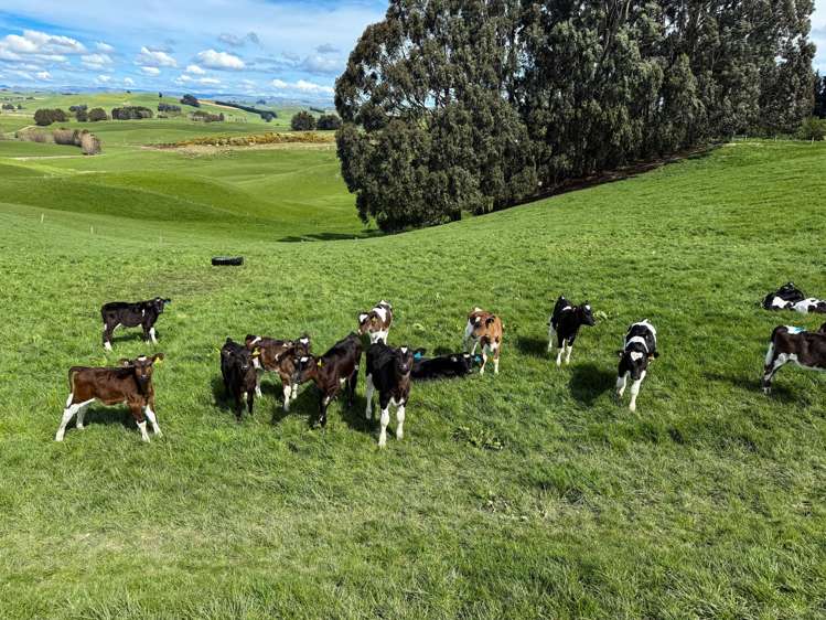 316 McDonald Road Pukerau_6