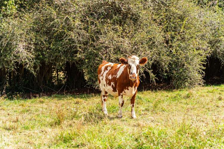 174 Whatitiri Road Maungatapere_21