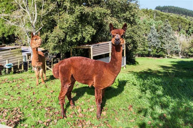 104b Fausett Road Ararimu_50