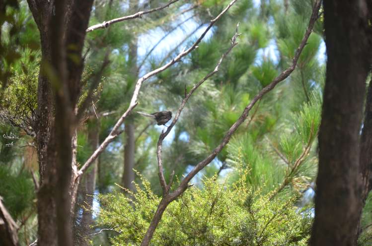 638 Whangaruru North Road Russell Surrounds_14