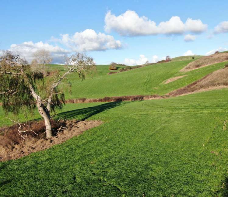 Waitomo Caves Road_5