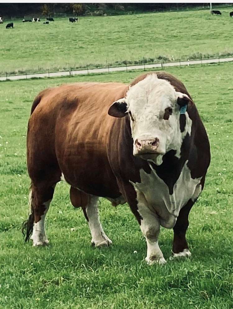 61 Howells Road Maungati_21