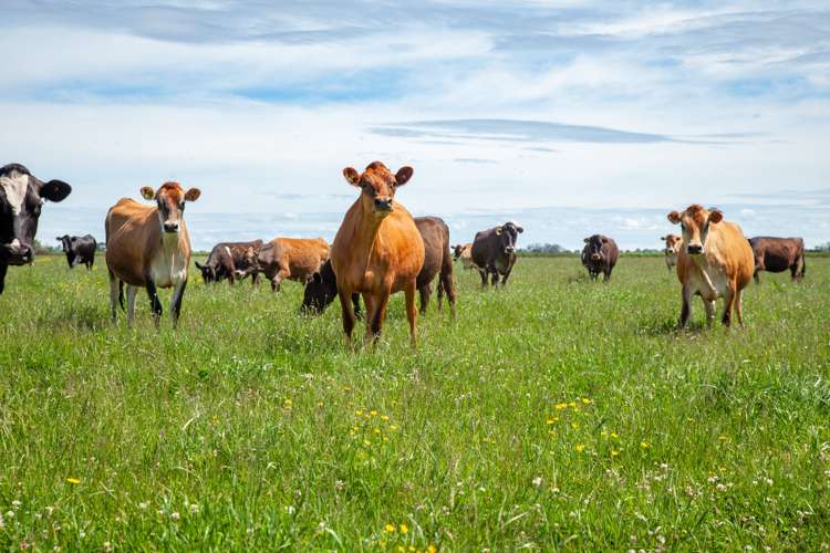 254 Muir Road Te Awamutu_18