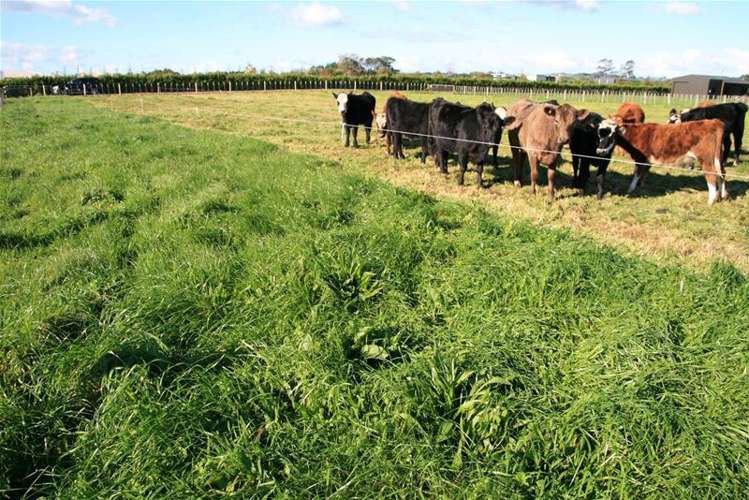 318c Manutahi Road Lepperton_11