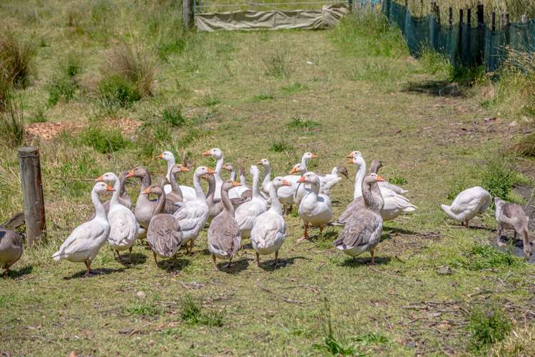 114 Ica Road Whareama_13