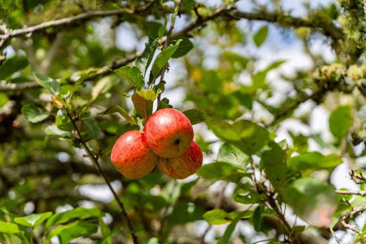 299 Tauraroa Road Maungakaramea_19