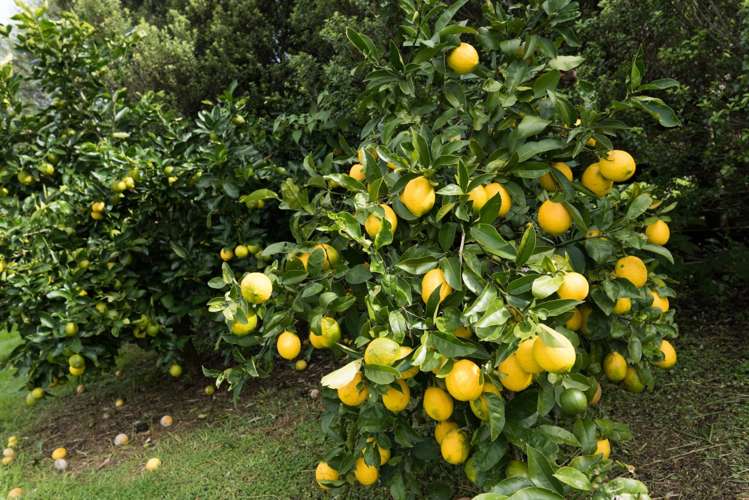 88 Shepherd Road Kerikeri_48