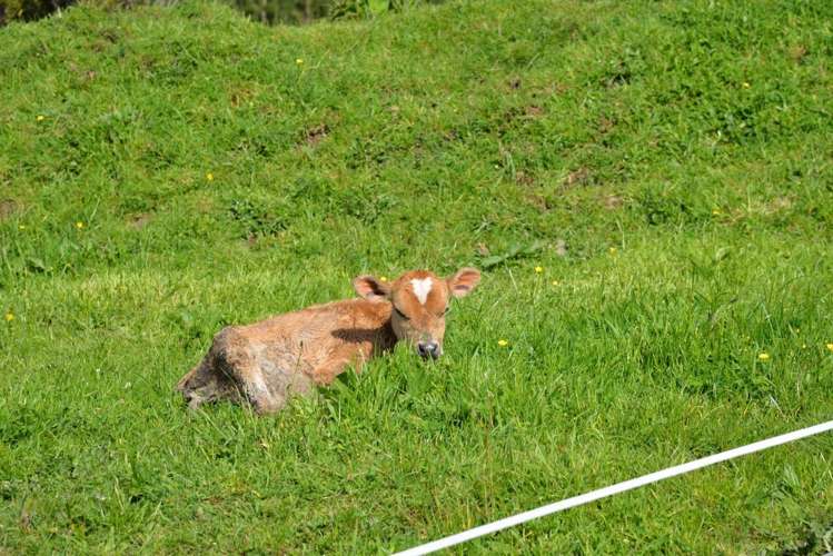 285 Mangatoi Road Oropi_10