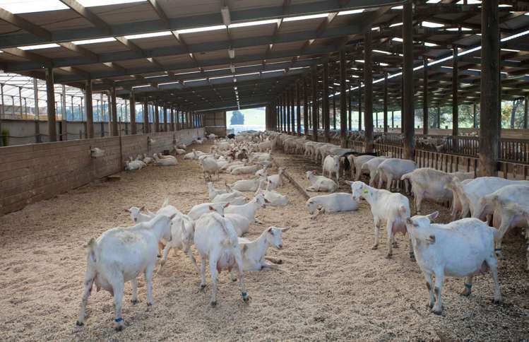 19/198 Hangawera Road Morrinsville_12