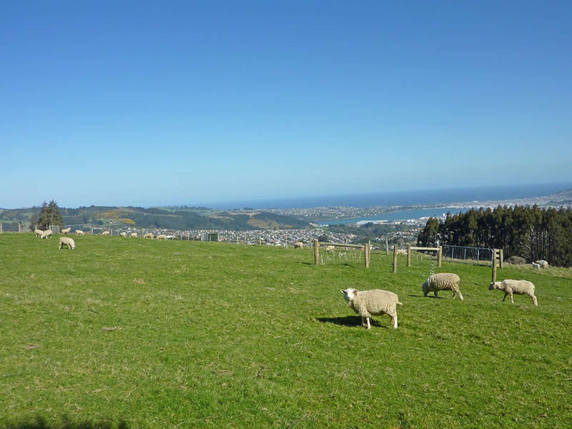 58 Cowan Road Pine Hill_0