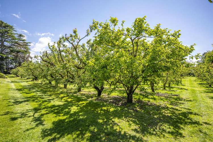 153 St Georges Road Havelock North_24