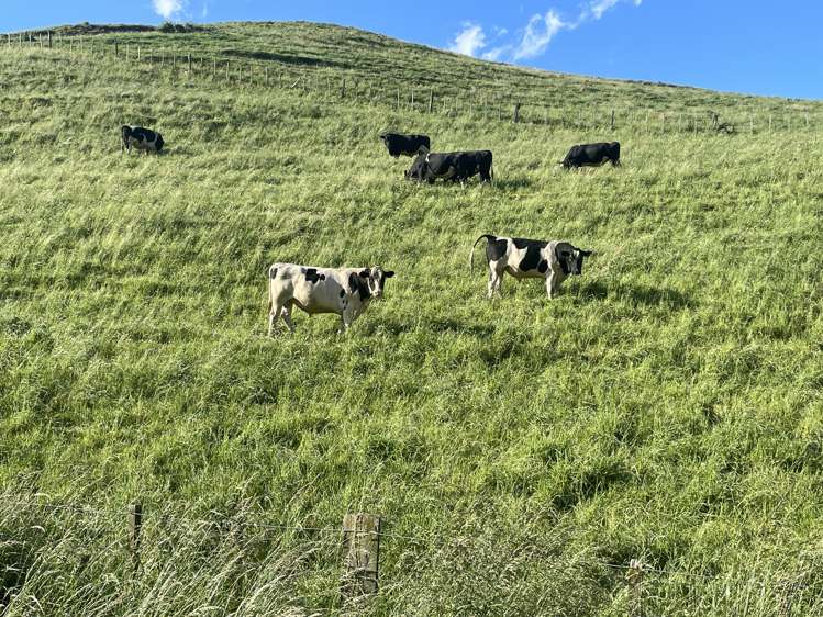 Corner Te Aute Trust Road and Aupaki Road Poukawa_11