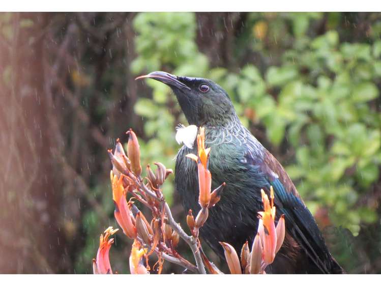 154 Wakamarina Road Havelock_16