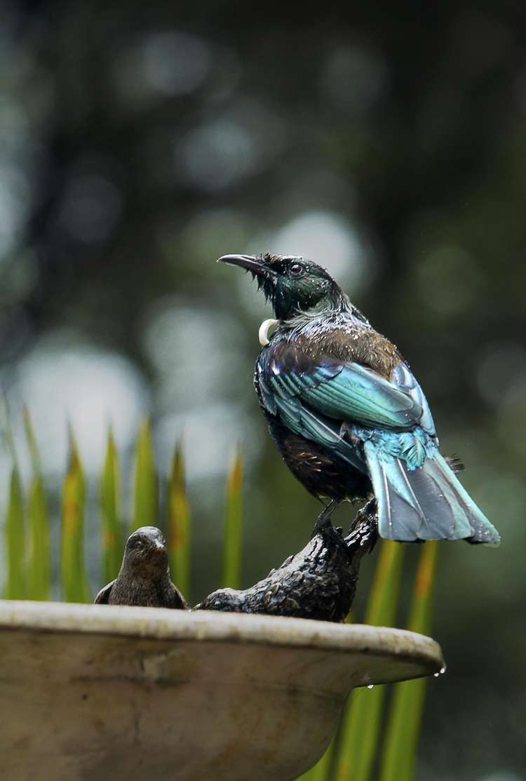 157b Konini Road Titirangi_16