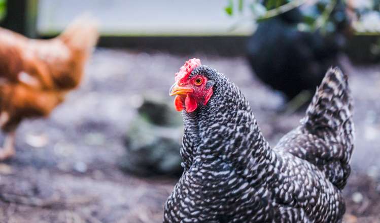 371 Huia Road Titirangi_5