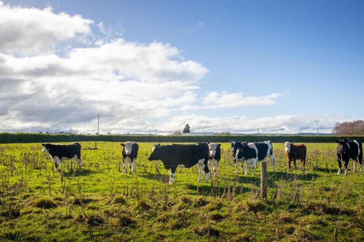 253 Tawhiti Road Hawera_5