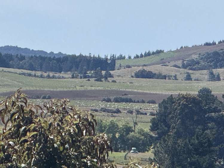 427 Harrington Mill Road Tahakopa_15