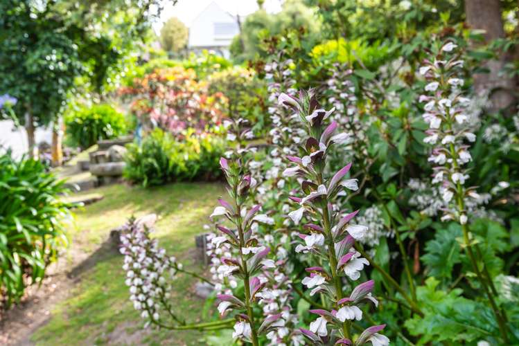 78 Santa Maria Avenue Mount Pleasant_28