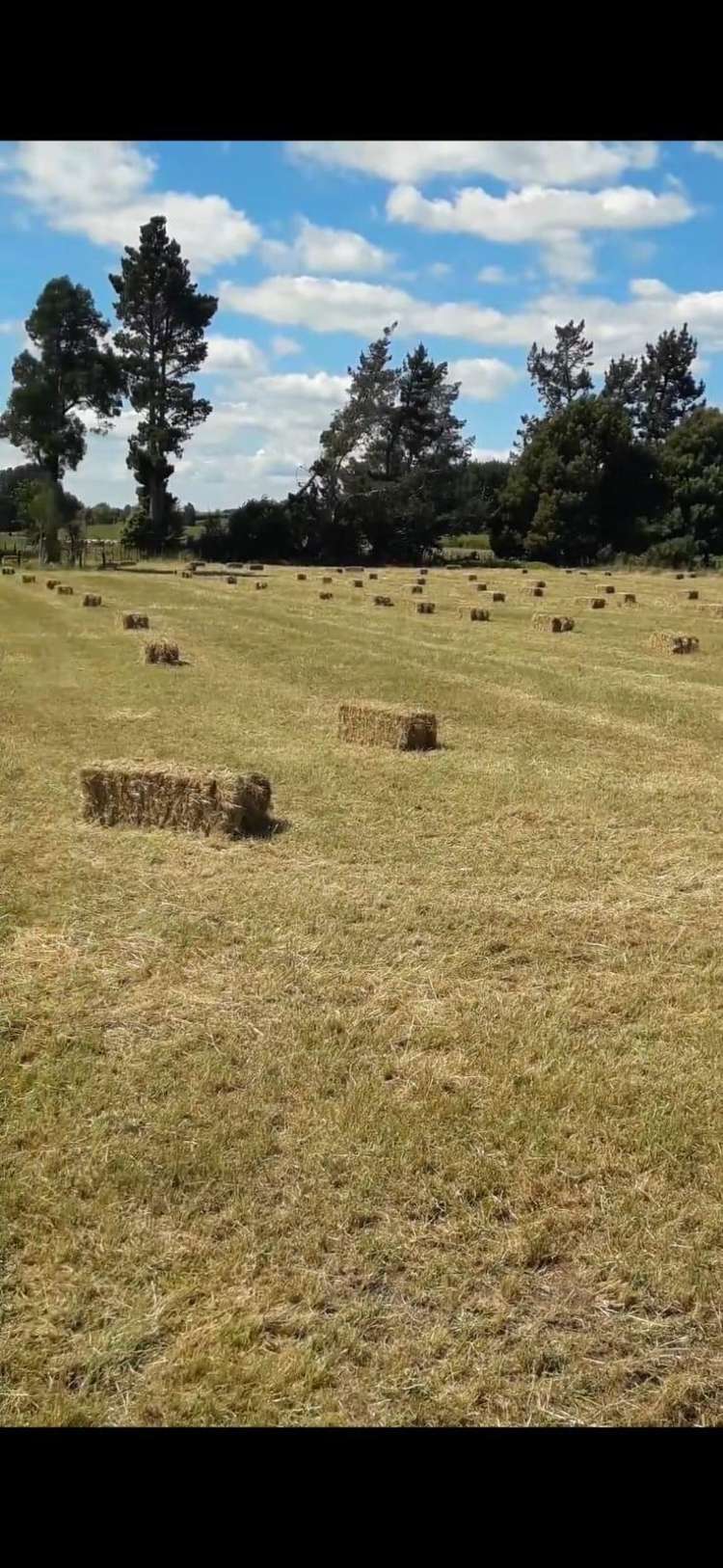 105 Willis Road Ngahinapouri_35