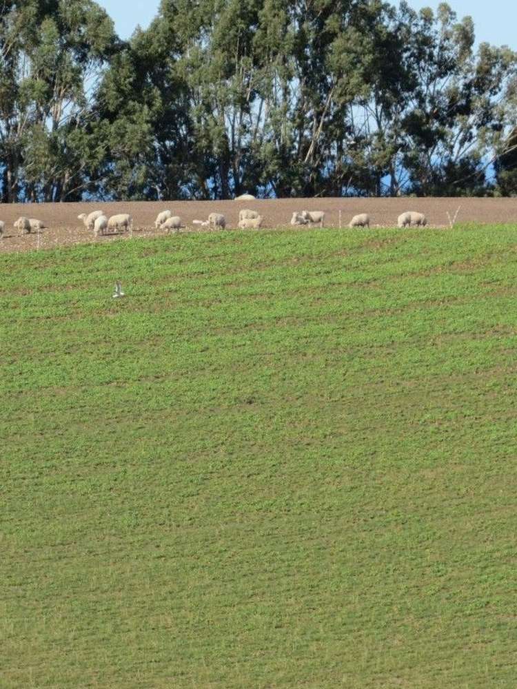 649 Kauru Hill Road Five Forks and Surrounds_28