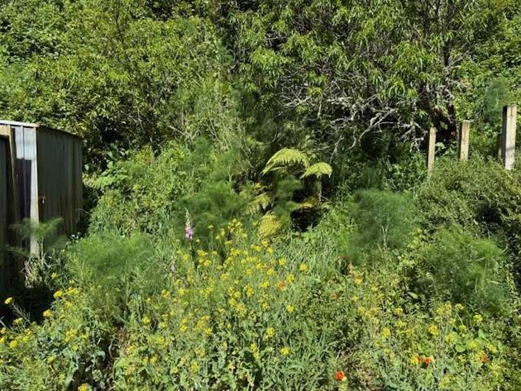 45A Holloway Road Aro Valley_3