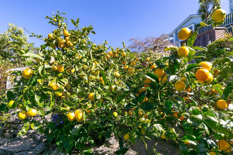 111 Overtoun Terrace Hataitai_28