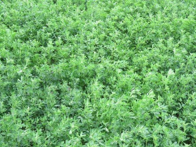 315 Racecourse Road Allenton_8