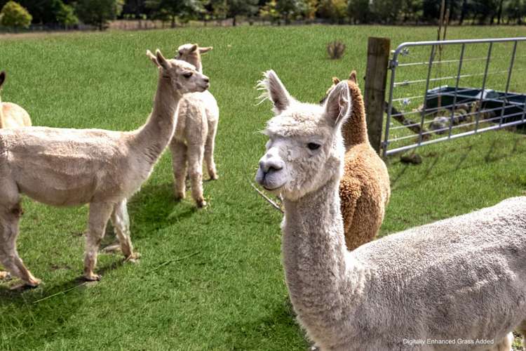 112 Parkers Road Carterton_26