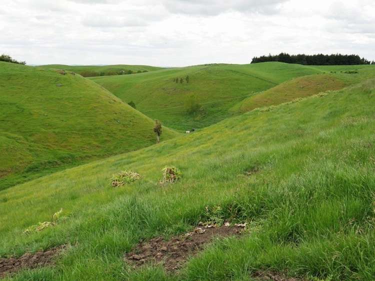 Whakapirau Road Maraekakaho_7