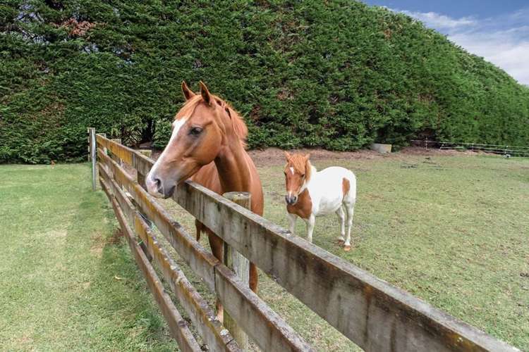 125 Fitzgerald Road Drury_19