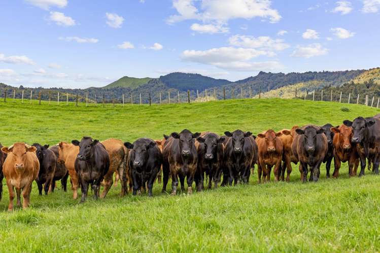 878 Mokauiti Road Aria_13