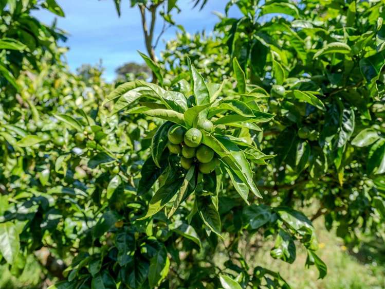 581D Kerikeri Road Kerikeri_7