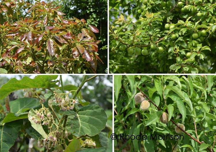 40 Oxford Street Whakapirau_30