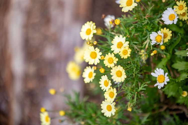 9 Elizabeth Street Beerescourt_17