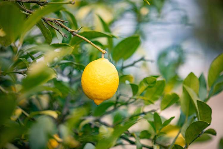 2712 Tahuna-Ohinewai Road Tahuna_19