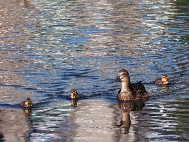 48 Lagoon Avenue Albert Town_16