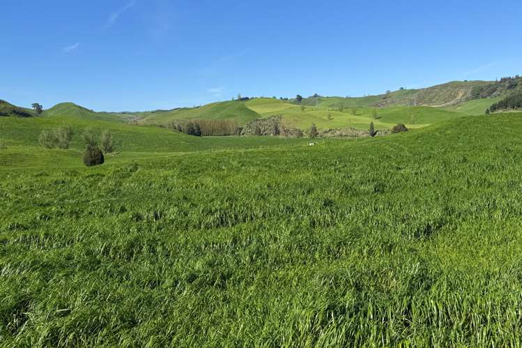 161 Veale Road Otorohanga_27